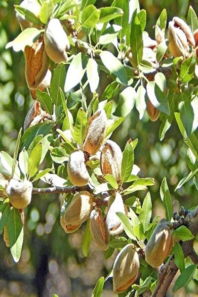 Bilgarden Tüplü Aşılı Yarıbodur Erkenci Diş Bademi Amerikan Nonpareil Badem F...