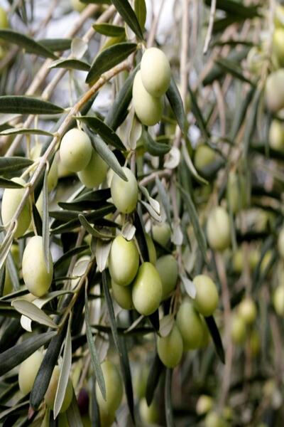 Bilgarden Tüplü Çok Iri Meyveli Kalamata Zeytin Fidanı