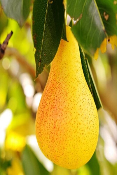 Bilgarden Tüplü Aşılı Geçci Leziz Aromatik Yarıbodur Williams Barlett Armut Fidanı