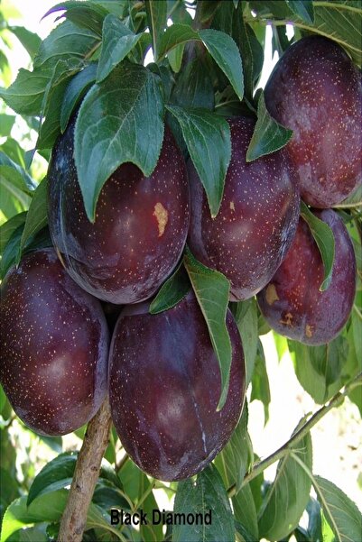 Bilgarden Tüplü Aşılı Iri Meyveli Bol Verimli Black Diamond Japon Erik Fidanı