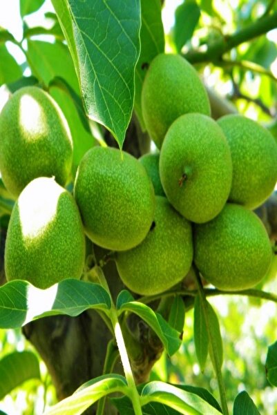 Bilgarden Tüplü Aşılı Bol Verimli Fernor Ceviz Fidanı