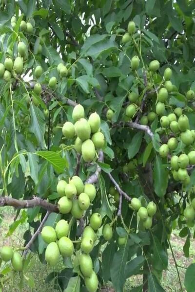 Bilgarden Tüplü Aşılı Bol Verimli Pedro Salkım Ceviz Fidanı