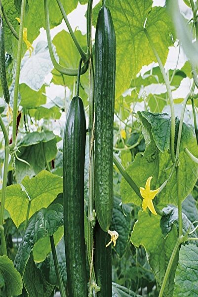 Bilgarden Yüksel Sırık Salatalık(hıyar) Fidesi (5 Adet)