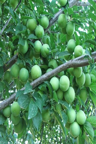 Bilgarden Tüplü Aşılı Bol Sulu Yüksek Verimli Erkenci Yeşil Can Erik Fidanı