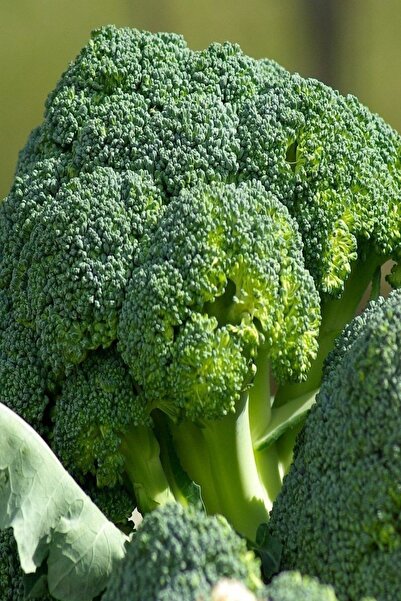 Bilgarden Green Star Brokoli Fidesi (5 Adet)