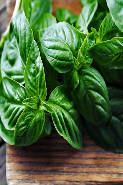 Bilgarden Green Leaf Fesleğen Fidesi (5 Fide)