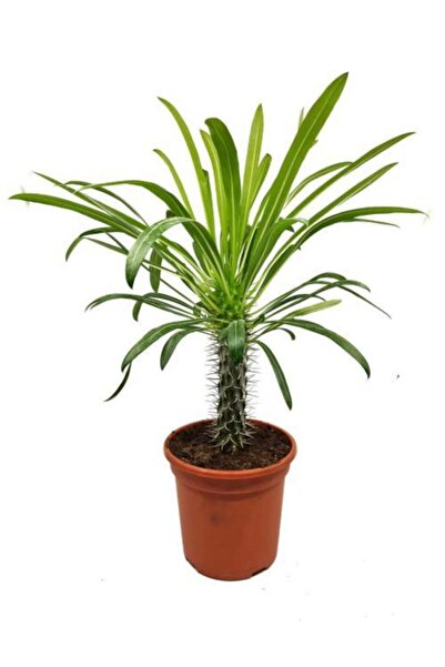 Genel Markalar Madagaskar Palmiyesi- Pachypodium Lamerei 25 Cm