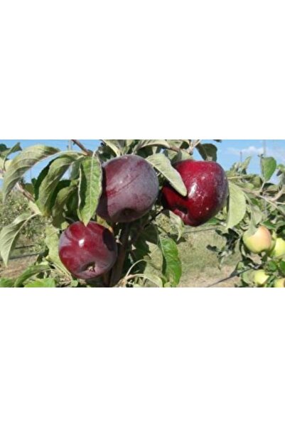 BURSATARIM Arap Kızı Elma Fidanı