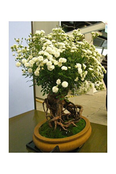 Tohum Dünyam Bodur Beyaz Gül Bonzai Ağacı Tohumu 5 Adet Tohum Bonsai Ağacı To...