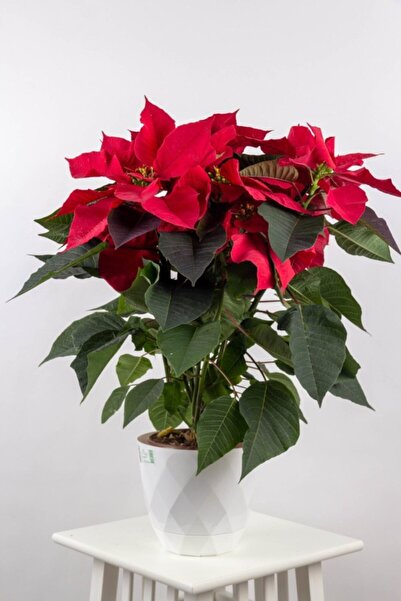 Genel Markalar Parmia Garden Atatürk Ponsetya Çiçeği