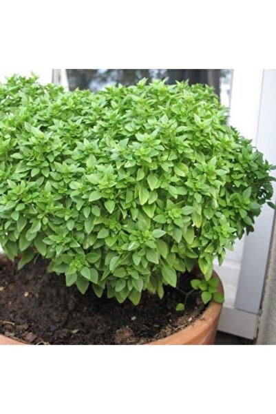 TohumBul Top Fesleğen Fidesi ( 5 Adet)