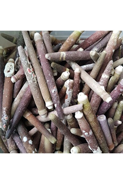 Genel Markalar Gerçek Deniz Kabuğu 250 Gr Paket Kestane Dikeni