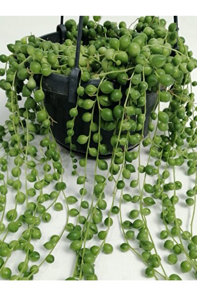 Genel Markalar Tesbih Çiçeği Senecio Herreianus