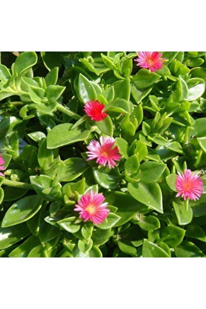 Çiçek Seç Al Buz Çiçeği 9cm'lik Saksıda - Köklüdür Ve Ilaçsız Üretilmiştir