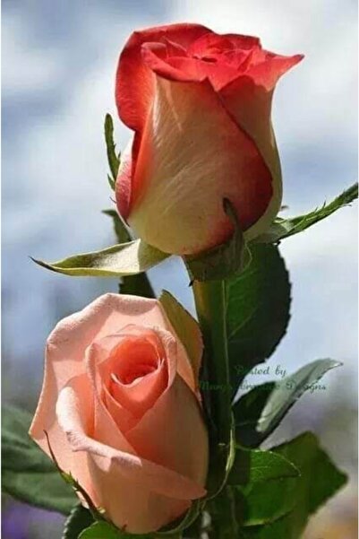 Hınzır Aşılı Gül Fidanı 40-60 Cm