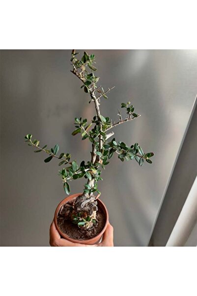 Çiçek Seç Al Delice Zeytin Bonsai Adayı 1 Zeytin Fide