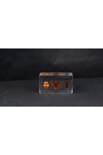 Konya Bilim Merkezi 3d Reçine Gerçek Böcek Örneği  Kalkan Böcekleri  Kırmızı Böcek