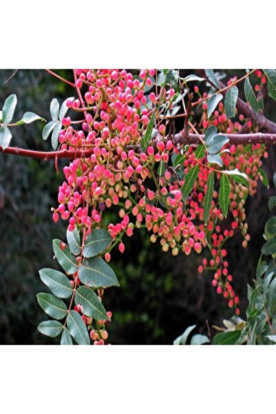 TohumBul Doğal Menengiç(çitlembik) Tohumu(20 Adet)