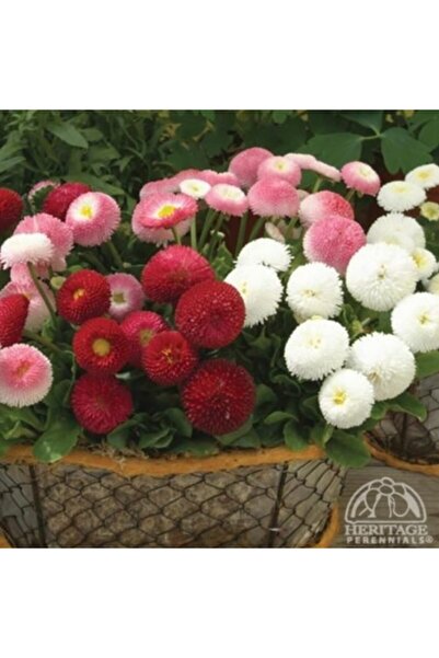 TohumBul Mix Katmerli Bellis Perennis Ponpon Ingiliz Çayır Papatyası Çiçeği T...