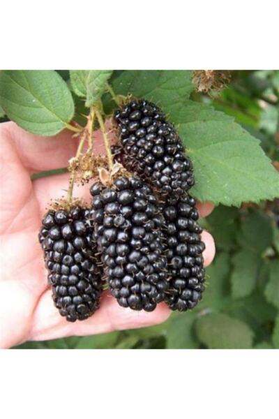 TohumBul Tüplü Jumbo Böğürtlen Fidanı