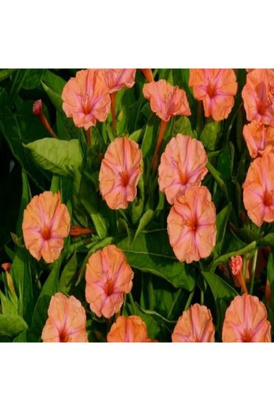 TohumBul Salmon Akşam Sefası Çiçeği Tohumu(20 Tohum)