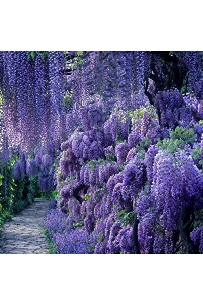 TohumBul Tüplü Özel Üretim Yoğun Kokulu Wisteria Sinensis Mor Salkım Fidanı (...