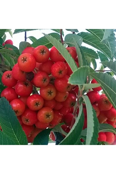 TohumBul Tüplü Kuş Üvez Ağacı Fidanı