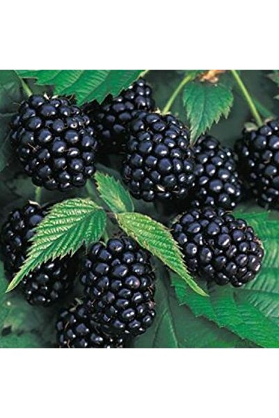 TohumBul Tüplü Iri Meyveli Chester Böğürtlen Fidanı