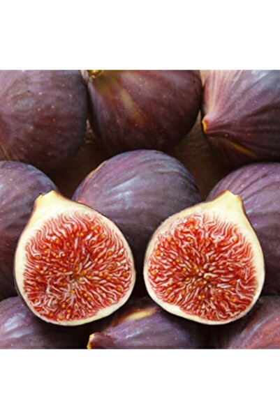 TohumBul Tüplü Iri Meyveli Dürdane Bursa Siyahı Incir Fidanı