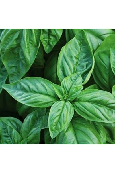 TohumBul Geniş Yapraklı Italyan Fesleğen Tohumu (1 Kg)