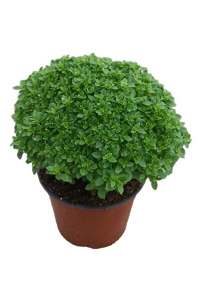 EvveBahce Doğal Geleneksel Top Fesleğen Fidesi (5 Adet)