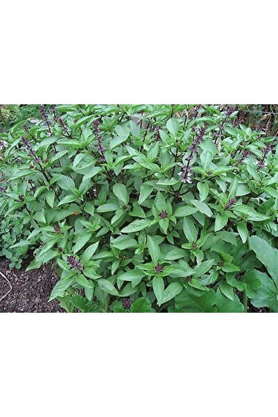 Tohum Dünyası 50 Adet Tayland Siam Kraliçe Fesleğen Tohumu