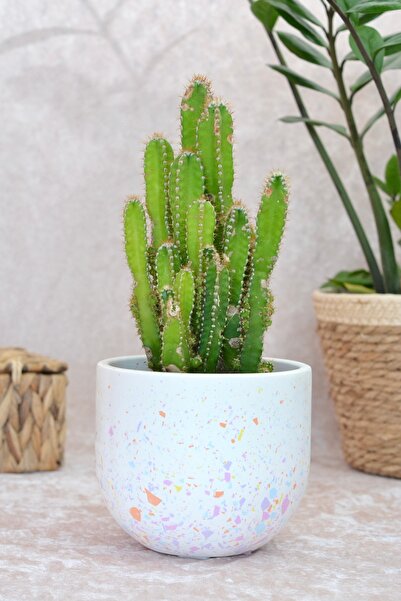 Bi' Dolu Dükkan Renkli Terrazzo Oval Saksı | Bohem Saksı | Modern Saksı