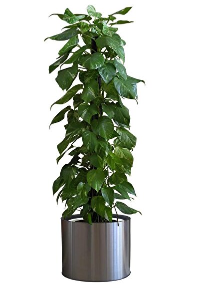 BİTERSE Autocolant adeziv cu design decorativ de plante în ghiveci 90 x 30 cm