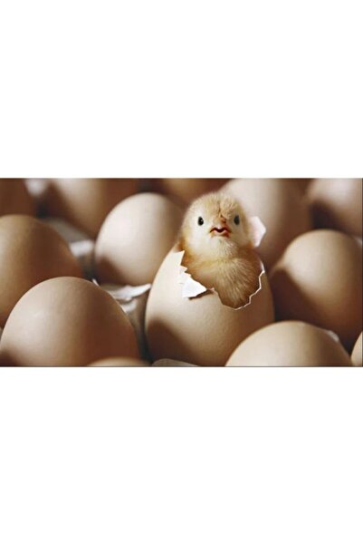 Bereketlimama Civciv Büyütme - Geliştirme Yemi- 4 Kg- Granül