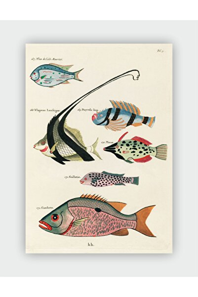 fırsatlar diyarı Fish and Marine Vintage Art Duvar Posteri - Kalın Kağıt - Çe...