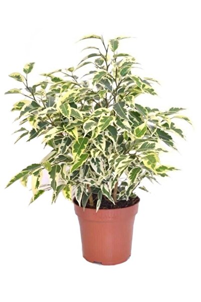 Sağlam Fidancılık Ficus Starlight- (alaçalı) Alacalı Benjamin Bitkisi Fidanı