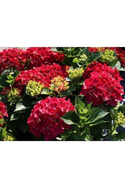 Scuba Red Imported Hydrangea Seedling Pup 25-30 1st quality Pruned