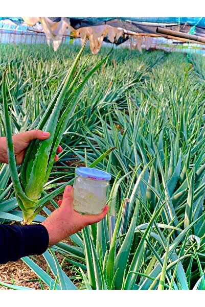 Aloe Vera Tıbbi Organik Saf 200 ml Jel Cam Kavanoz Birinci Kalite Küçük Fidan...