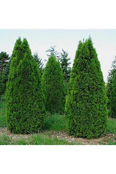 ASES Saksıda Amerikan Smargat Mazi Fidanı 1-2 Yaş 50-60 cm Boy