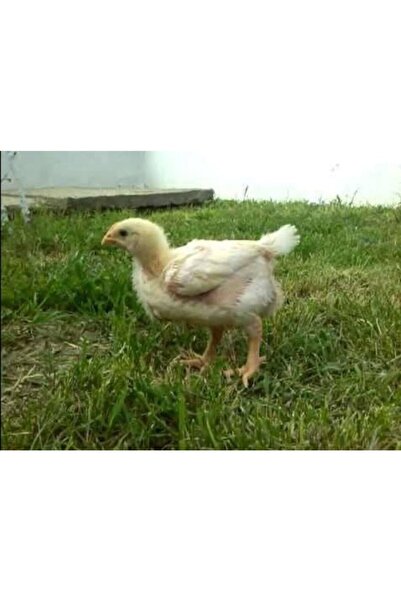 Bereketlimama Civciv Büyütme - Geliştirme Yemi- 4 Kg- Granül