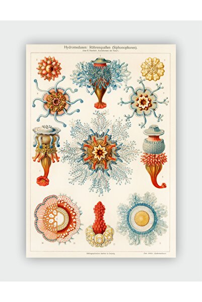 Jellyfish, Seaweed Vintage Art Wall Poster - Thick Paper - Frameless
