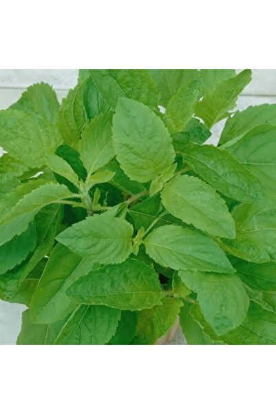 Tohum Dünyası 100 Adet Karanfil Nane Kokulu Fesleğen Tohumu