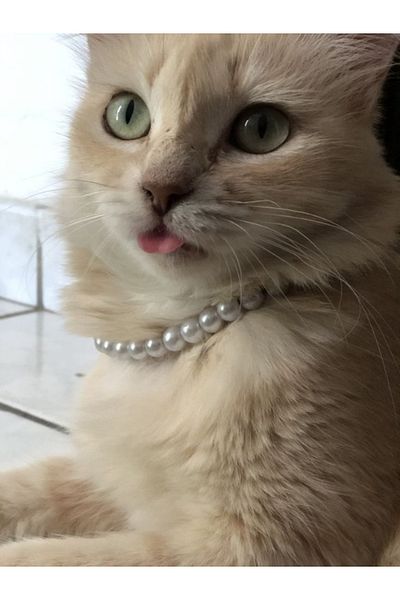 SHİNELİZE Cat Collar with Pearls, Cat Collar