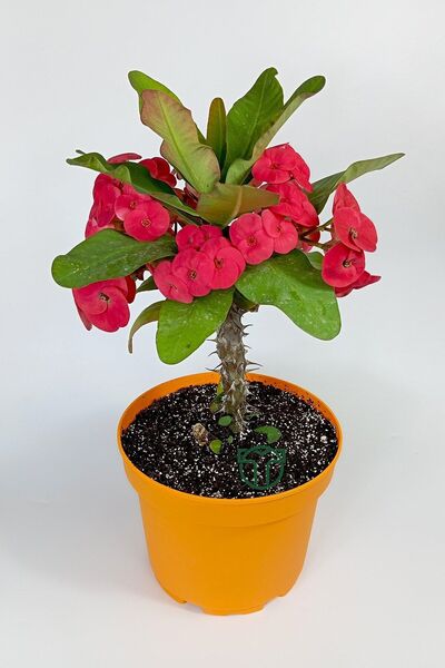 Toptan Kaktüs Euphorbia Milii (eforbia) büyük çiçekli dikenler tacı koyu pemb...