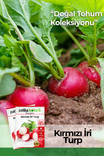 Patika Botanik 500 Adet Iri Kırmızı Turp Tohumu
