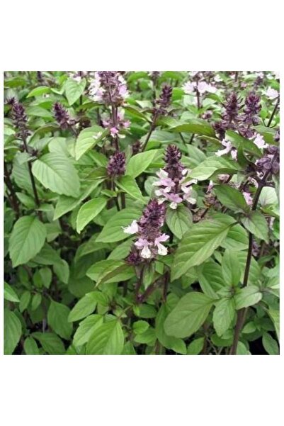 Tohum Dünyası 100 Adet Tarçınlı Fesleğen Tohumu- Mis Kokulu