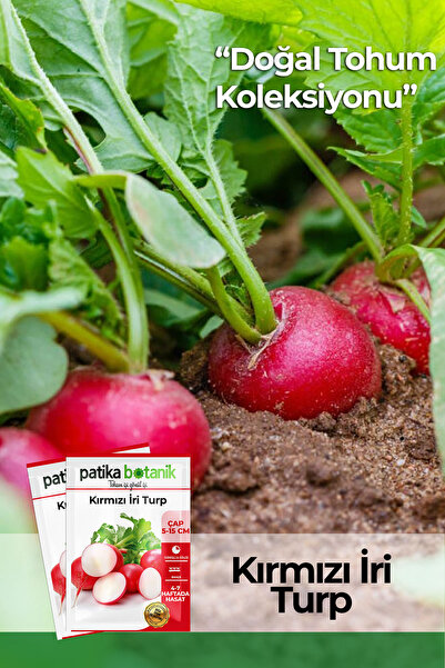 Patika Botanik 500 Adet Iri Kırmızı Turp Tohumu