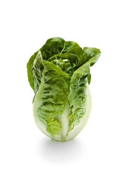 Tohum Dünyası 130 Adet Göbekli Avuç Içi Mini Marul Tohumu-yeditepe Marul Türünde