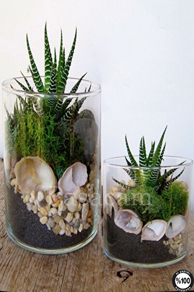 Paşabahçe Silindir Cam Vazo Delizli El İmalat Teraryum Büyük Saksı 2'li 19 Cm Genişlik 20cm 40 cm En Geniş Boy